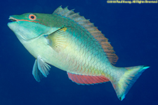 redband parrotfish